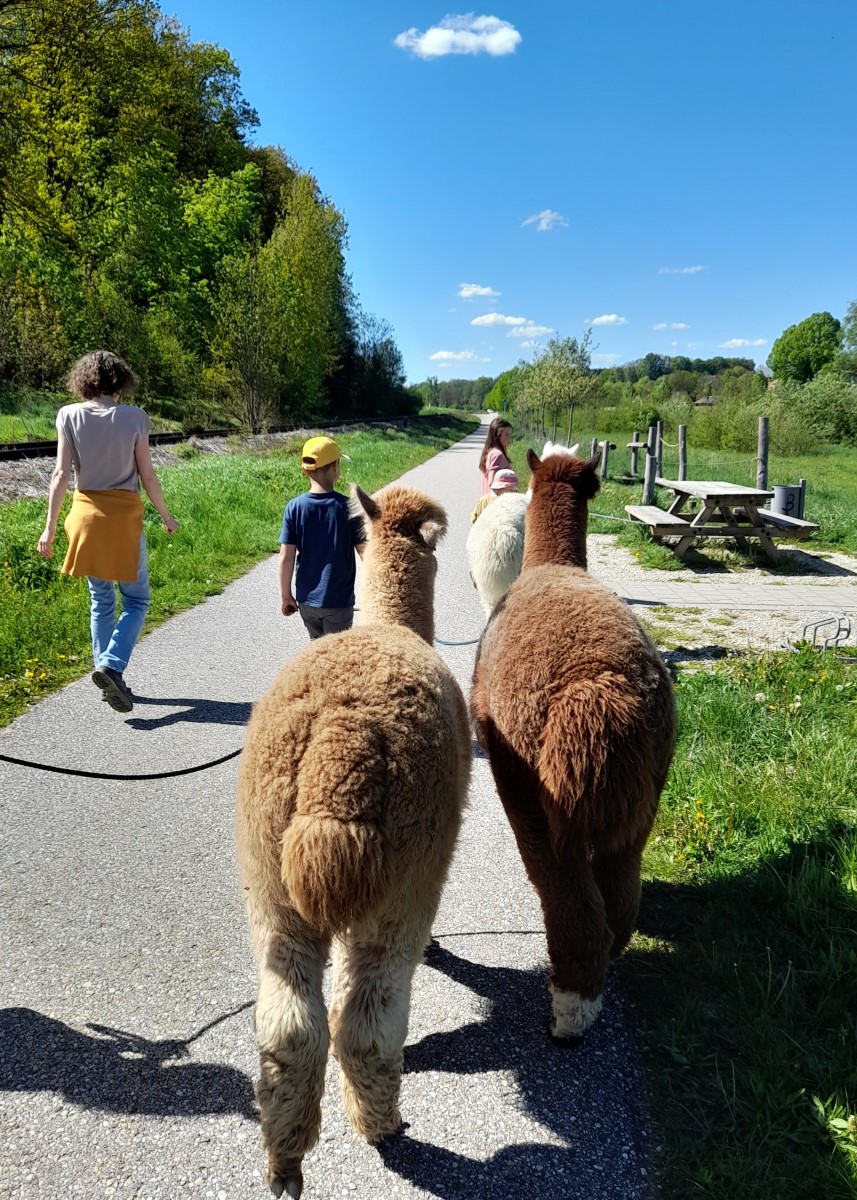 Teilhabeorientierte Angebote - Alpakawanderung